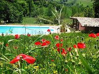 Pool and poppies - Pool and poppies